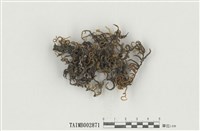 藏品(毛扭苔屬)的圖片